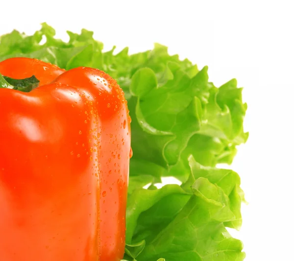 Pimenta e folha de salada — Fotografia de Stock