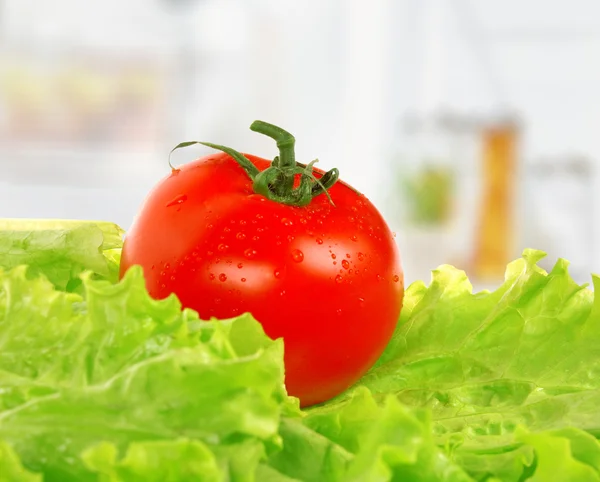 トマトのサラダの葉の上 — ストック写真