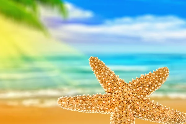 Sjöstjärnor på stranden — Stockfoto