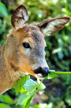 Portrait deer clipart