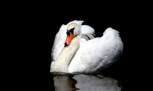 Nádherná labuť — Stock fotografie