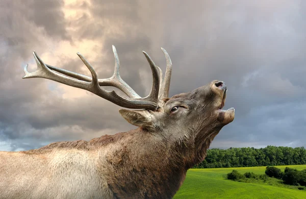 Roaring red deer in a time of estrus — Stock Photo, Image