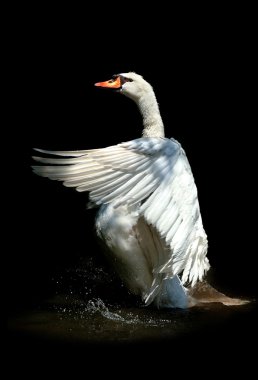 Beautiful swan clipart