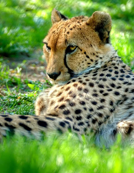 Close-up van een mooie cheeta — Stockfoto