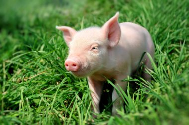 Young pig on a green grass clipart