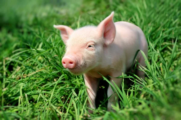 Jeune cochon sur une herbe verte — Photo