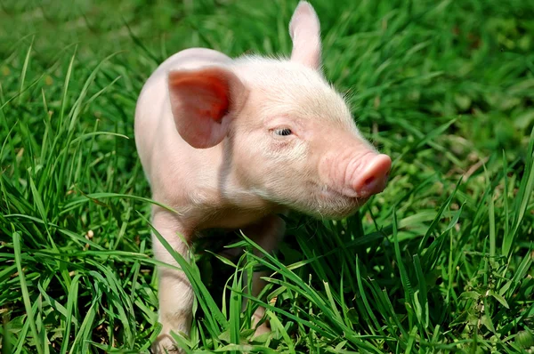 Young pig on a green grass — Stock Photo, Image