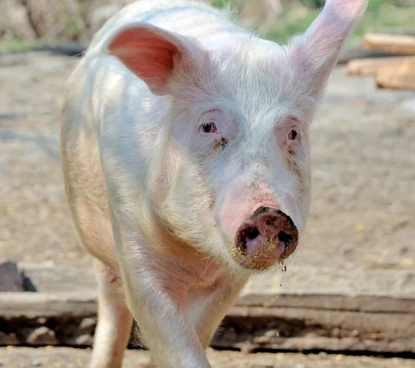 오래 된 돼지 — 스톡 사진