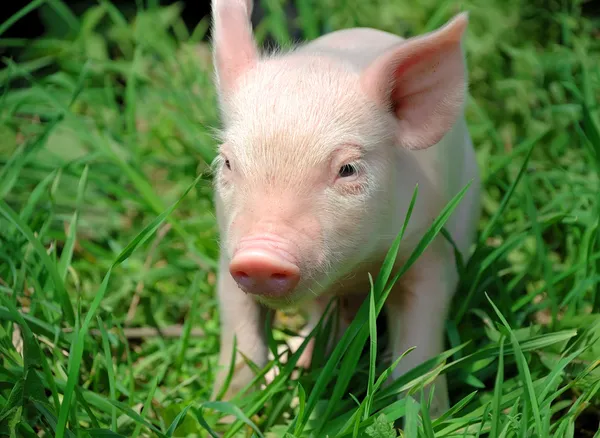 푸른 잔디에 젊은 돼지 — 스톡 사진