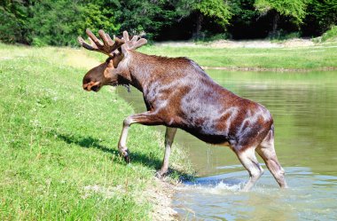 An elk goes out a lake clipart