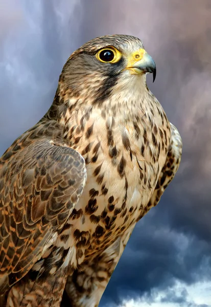 Falcon — Stockfoto