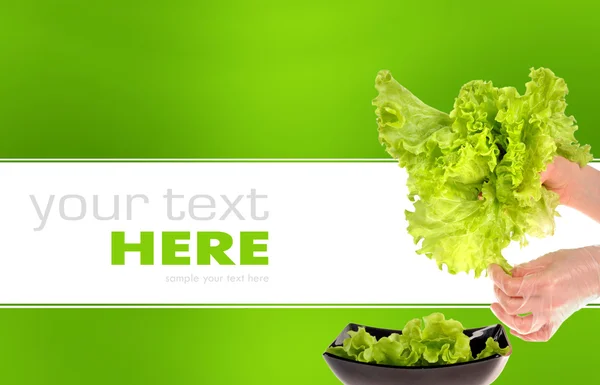 Friss zöld saláta, elszigetelt háttér — Stock Fotó