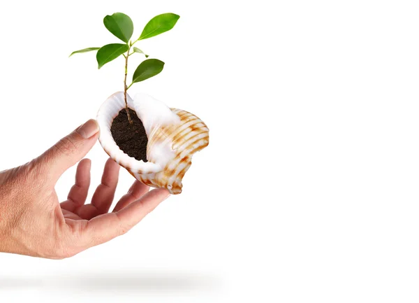 Hand shell plant — Stock Photo, Image