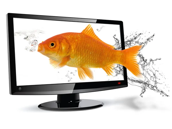 魚のテレビ — ストック写真