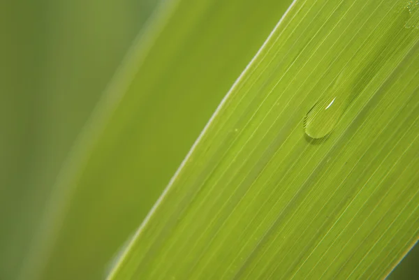 stock image Leaf with dew