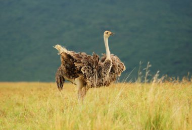 African ostriches clipart