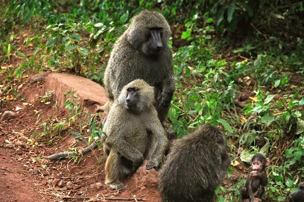 stock image Family of monkeys