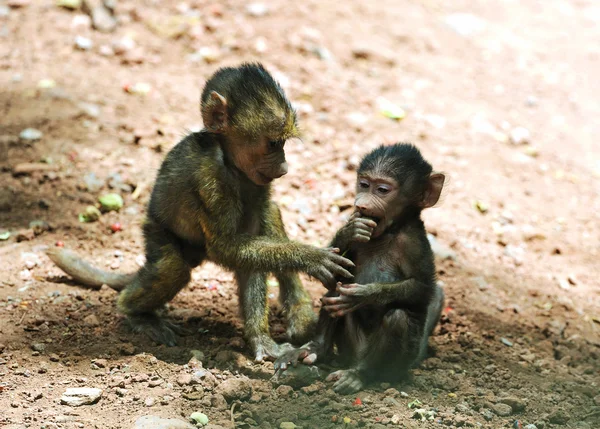 stock image Family of monkeys