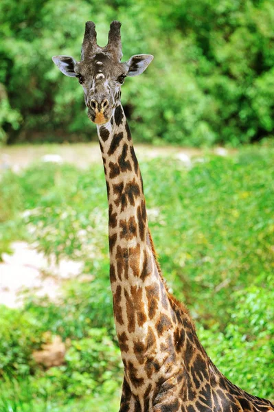 Girafes africaines — Photo