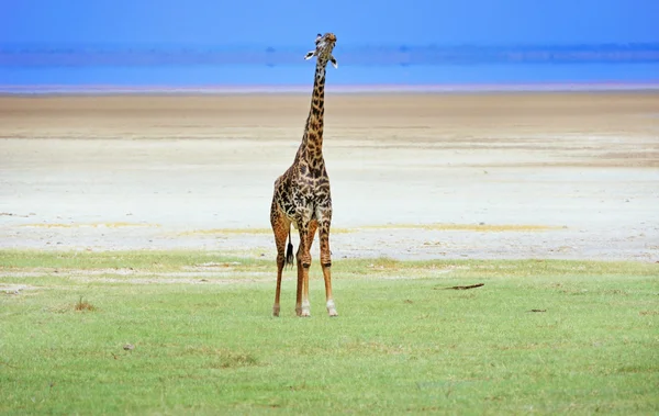 Girafas africanas — Fotografia de Stock