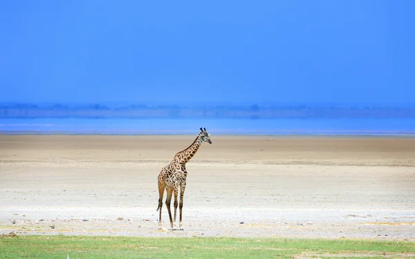 Afrikai zsiráf — Stock Fotó