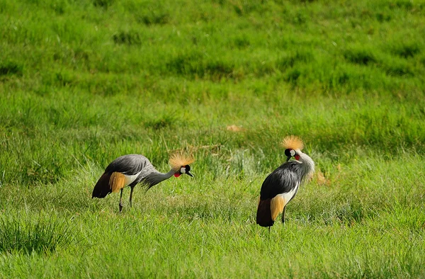 Африканские птицы — стоковое фото