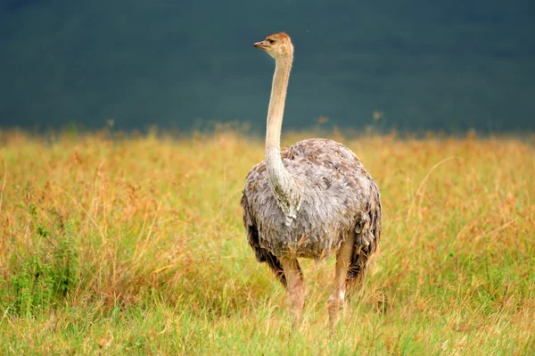 Африканские страусы — стоковое фото