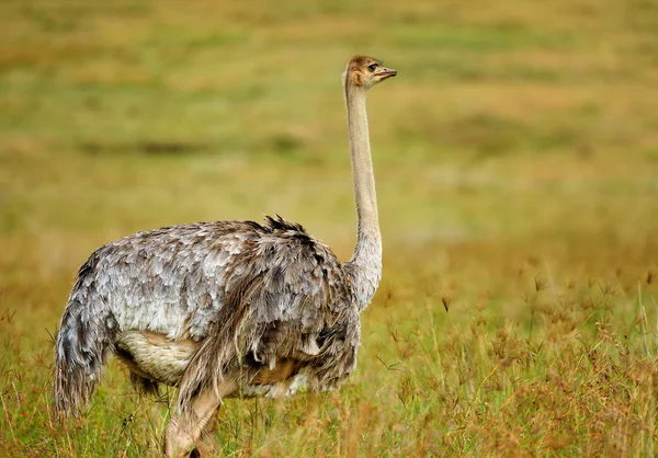 stock image African ostriches