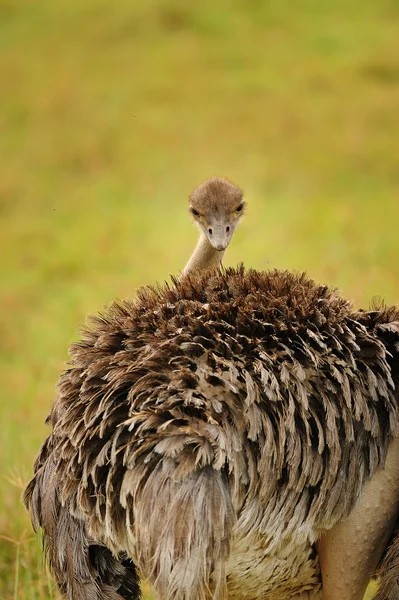 African ostriches — Stock Photo, Image