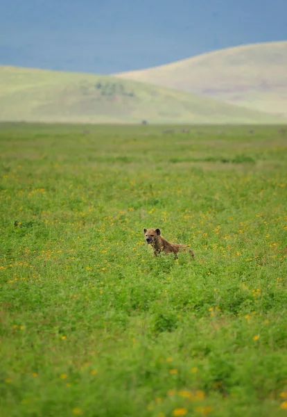 Hiena w trawie — Zdjęcie stockowe