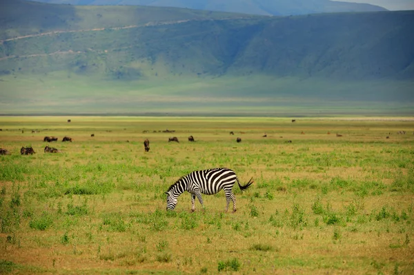 Zebra in het gras — Stockfoto