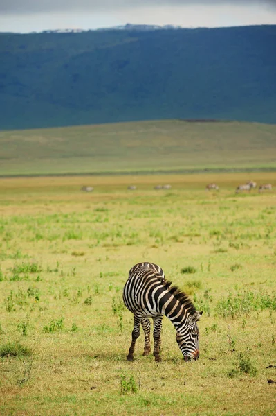 Зебра в траве — стоковое фото