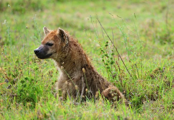 The hyena — Stock Photo, Image