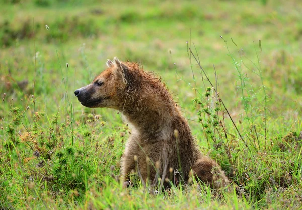 Hyena's in het gras — Stockfoto
