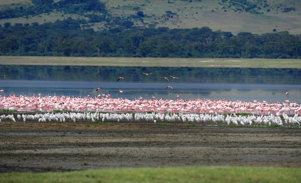 stock image African birds