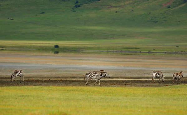 Zebra csorda — Stock Fotó