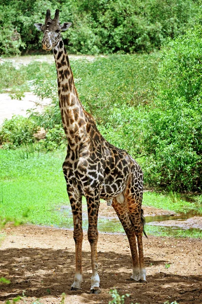Afrikanska giraffer Stockfoto