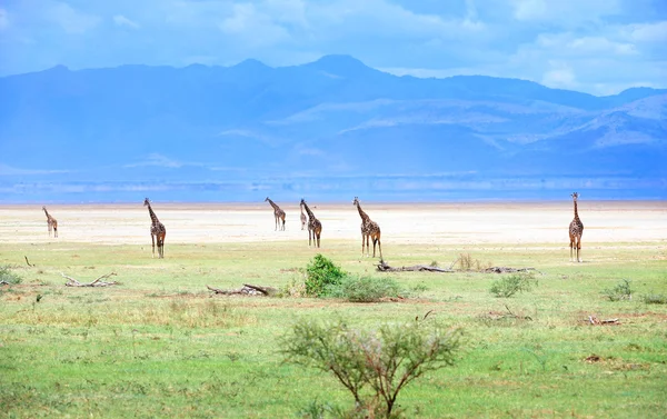 Afrikanische Giraffen Stockbild