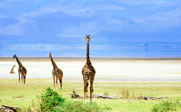 Afrikanska giraffer Stockbild