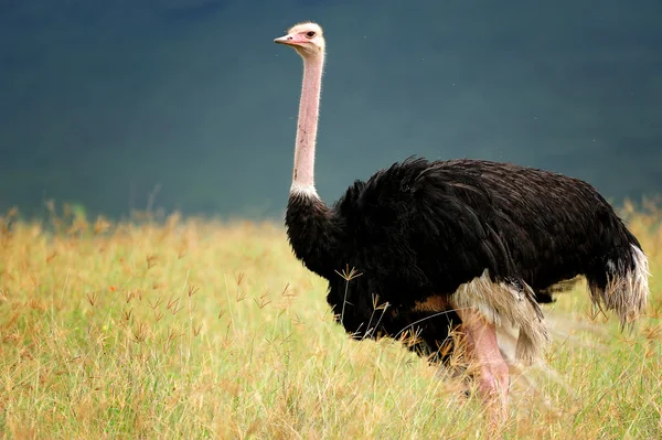 African ostriches Stock Image