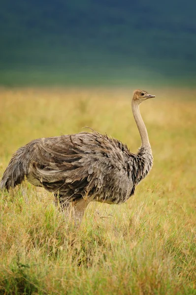 Afrikaanse struisvogels Rechtenvrije Stockfoto's