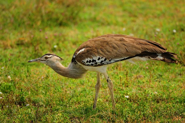 Afrika kuşları — Stok fotoğraf