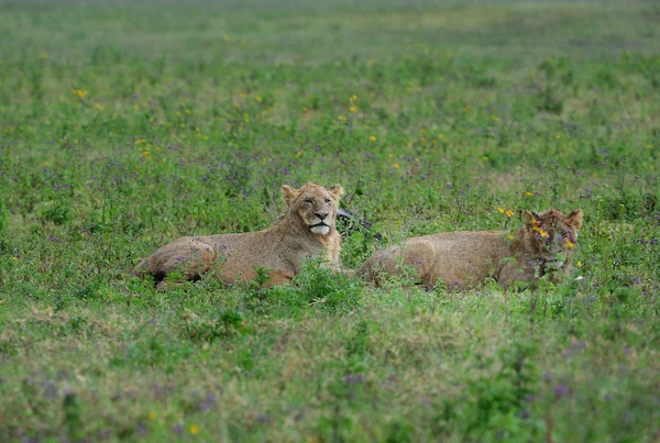 Αφρικανικά λιοντάρια — Φωτογραφία Αρχείου
