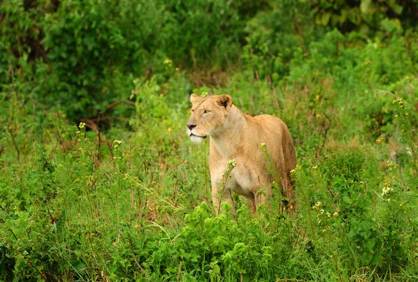 Lwów afrykańskich — Zdjęcie stockowe