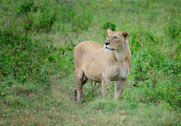 African lions — Stock Photo, Image