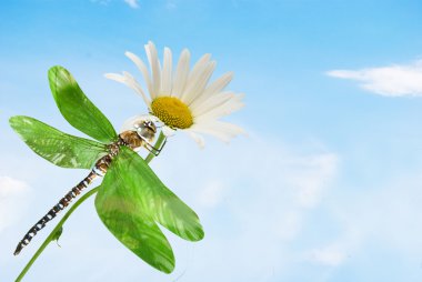 Dragonfly flower clipart