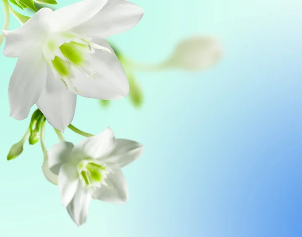 Flores blancas — Foto de Stock