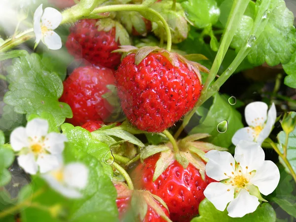 Erdbeeren und Blume — Stockfoto