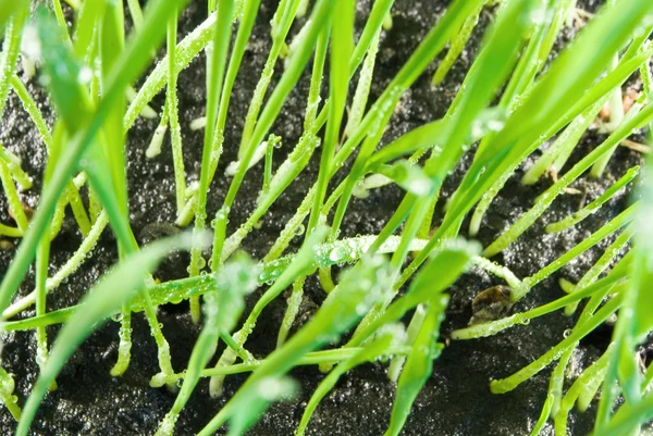 Grass wheat — Stock Photo, Image
