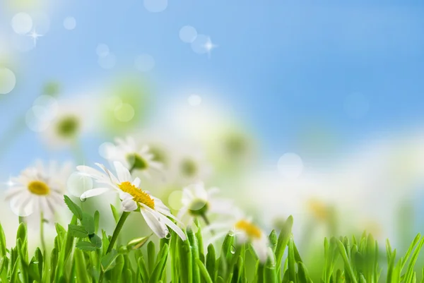 Daisywheel blommor — Stockfoto